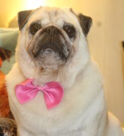 Luxury Pets