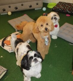 Luxury Pets