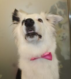 Luxury Pets