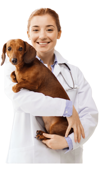 Vet header proveedores_web